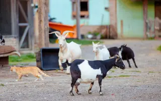Pomôžte Detskej farme Humanita (DFH) postaviť sa na nohy