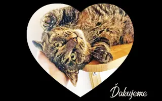 Kastráciou proti utrpeniu: Pomôžte zachraňovať pouličné mačky.