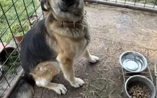 Zachráňme Oreovi život – nášmu členovi rodiny