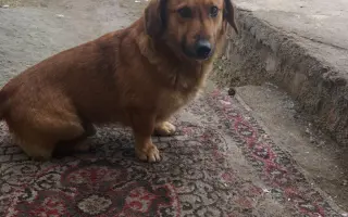 Pomôžte zabezpečiť koterce pre psíkov