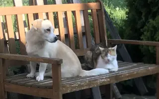 Pomôžte Penny zasa behať – láska na štyroch labkách