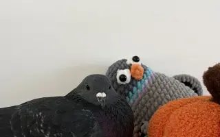 Pomôžme Vlaďke postaviť domov pre handicapované holuby