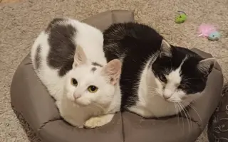 Zachráňme mačičky v Handlovej - bez vás to nepôjde