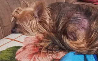 Pomôžme Ferovi znovu sa nadýchnuť