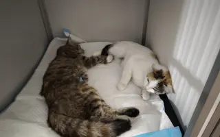 Podporte kastračnú akciu zameranú na vonkajšie túlavé mačky a kocúrov🐾