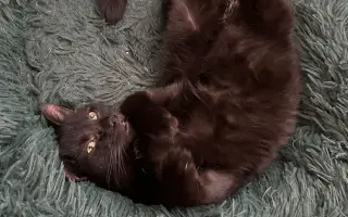 Pomôžme zachrániť život mladému kocúrikovi Oreovi