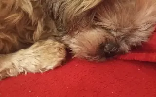 Pomôžte našim senior psíkom Shih-tzu dožiť dôstojný život