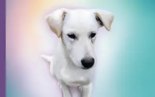 Podporte knihu a zvieracích záchranárov - Spojení láskou a dotykom duší