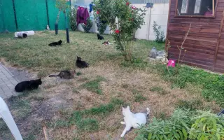 Pomohli ste Mačičkám u Larky zvládnuť náročné obdobie