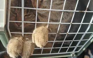 Pomôžme spoločne pouličným mačičkám 🐱🐾