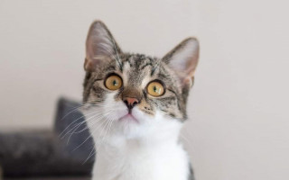 Prosba o pomoc s úhradou kastrácií mačiek pre uľahčenie ich adopcie