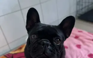 Vráťme Honey život, ktorý mala