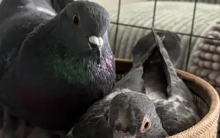 Pomôžme Vlaďke postaviť domov pre handicapované holuby