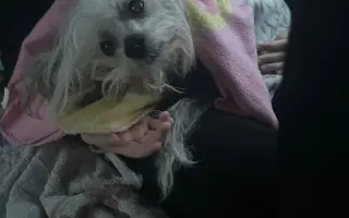 Pomôžme Rúfuskovi zabezpečiť potrebnú operáciu