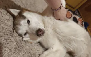 Keď labky slabnú, láska stále beží ďalej - pomôžme huskymu Hachiko