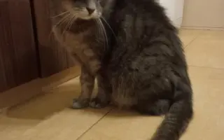 Pomôžme kocúrikovi Murovi (Tučkovi) poraziť FIP