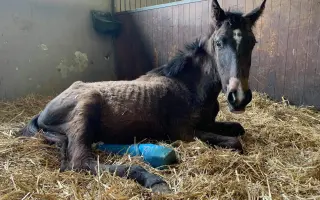 Sedlo pre Nathanka – chlapca so snom jazdiť na svojom koňovi Romeovi