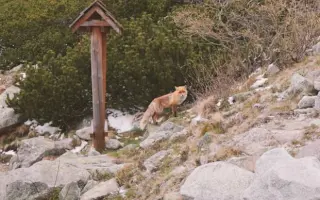 Podporte TATRANSKÉ ŽOLÍKOVÉ KARTY plné histórie a obrázkov Tatier