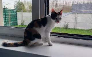 Pomôžme Eve starať sa aj naďalej o mačičky, ktoré ju potrebujú