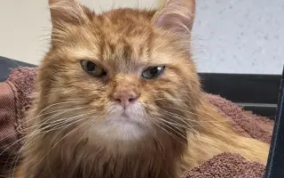 Pomôžme uhradiť náklady na dôstojnú rozlúčku s kocúrikom