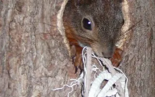 Pomôžte s rekonštrukciou záchrannej stanice pre veveričky