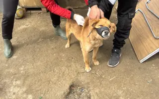 Veterinárna starostlivosť pre psy v osadách