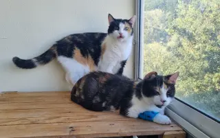 Pomôžte našim 18 zachráneným mačičkám prežiť ďalší mesiac