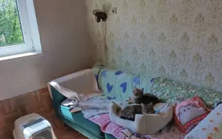 Pomohli ste zrekonštruovať azyl pre hendikepované a zachránené mačky