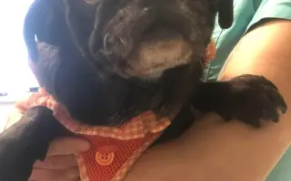 Pomôžte dať chorým mopsíkom šancu na život – MOPS v núdzi, o.z.