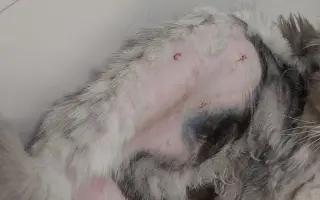 Pomôžme Dáši zachraňovať pouličné mačičky