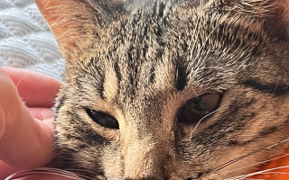 Pomôžme mačke Mafi, ktorá bojuje so zákerným vírusom