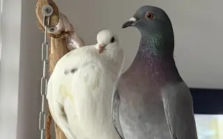 Pomôžme Vlaďke postaviť domov pre handicapované holuby