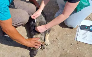 Pomôžte nám s kastráciou psíkov z osád