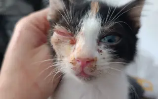 Pomôžte nám postaviť bezpečnú voliéru pre mačky bez domova