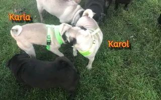 Pomôžte dať chorým mopsíkom šancu na život – MOPS v núdzi, o.z.