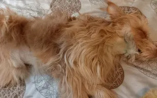 Pomôžme Lakymu pri liečbe rakoviny