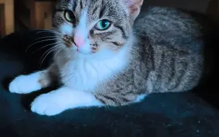 Zachráňme mačičky v Handlovej - bez vás to nepôjde