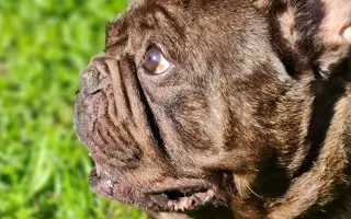 Pomôžme francúzskemu buldočkovi Rockymu