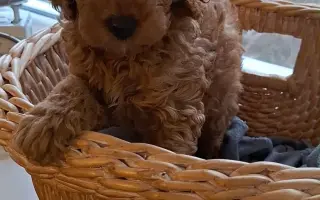 Doprajme Lilianke psiu terapeutku, ktorá jej môže otvoriť dvere do sveta