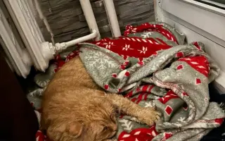 Dajme Lolkovi šancu napriek nevyliečiteľnej chorobe