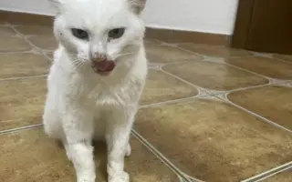 Sniežik bojuje s FIP – pomôžme mu dotiahnuť liečbu do konca