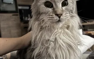 Pomôžme staršej mačičke Kikke - nech sa môže znova voľne nadýchnuť