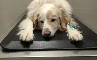 Pomôžte nám dať Dukovi šancu na ďalšie spoločné dni