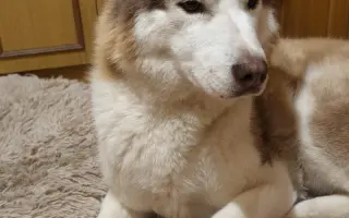 Keď labky slabnú, láska stále beží ďalej - pomôžme huskymu Hachiko