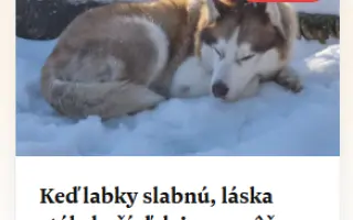 Keď labky slabnú, láska stále beží ďalej - pomôžme huskymu Hachiko