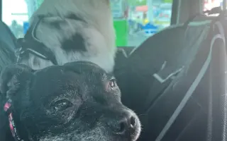 Pre Bessie, aby mohla ešte žiť naplno Pre Bessie, aby mohla ešte žiť naplno