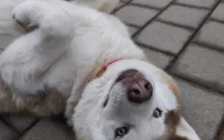 Keď labky slabnú, láska stále beží ďalej - pomôžme huskymu Hachiko