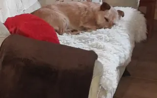 Pomôžte Maxovi znovu chodiť