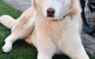 Keď labky slabnú, láska stále beží ďalej - pomôžme huskymu Hachiko