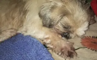 Pomôžte našim senior psíkom Shih-tzu dožiť dôstojný život